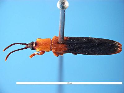 hispine beetle dorsal _opt copy